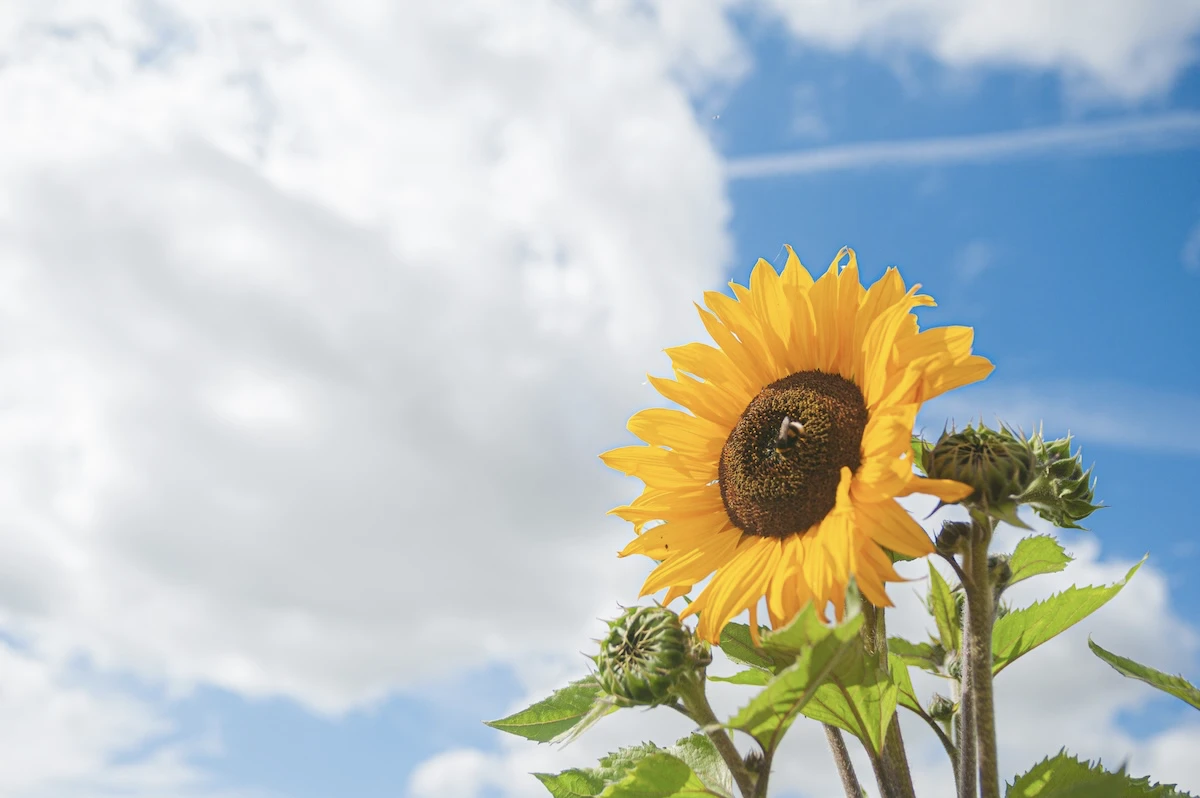 muxton-meadows gallery image 3